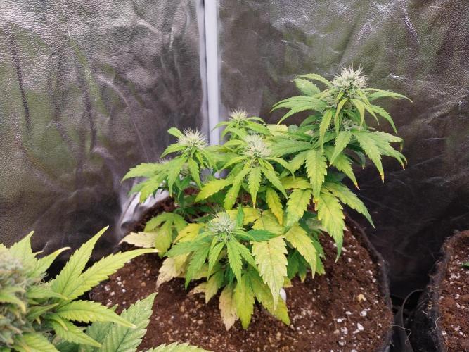 habannon. Week 8 - 28/01