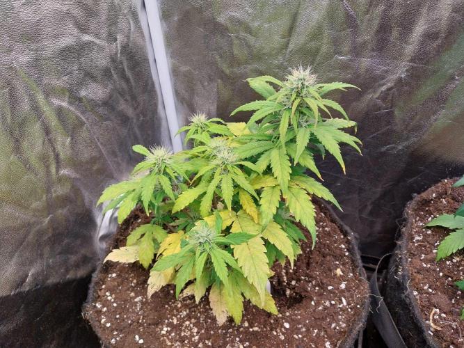 habannon. Week 8 - 29/01