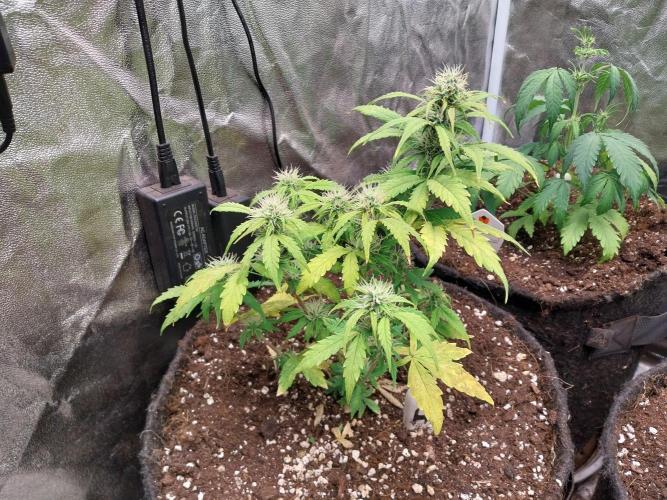 habannon. Week 8 - 30/01