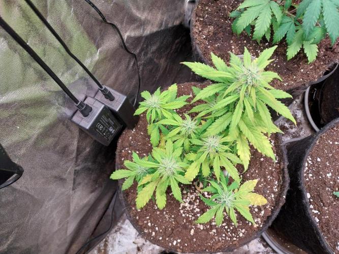 habannon. Week 8 - 30/01