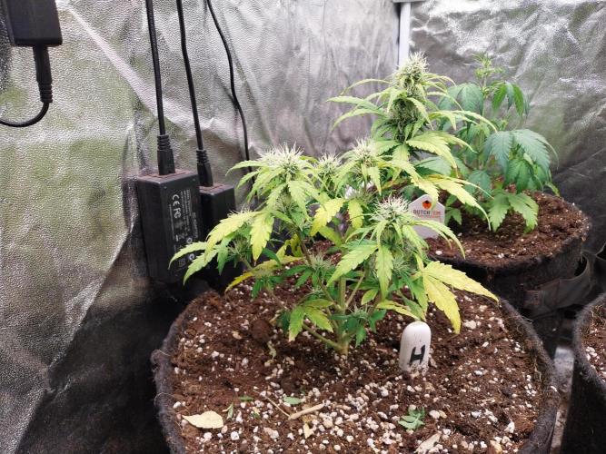 habannon. Week 8 - 30/01