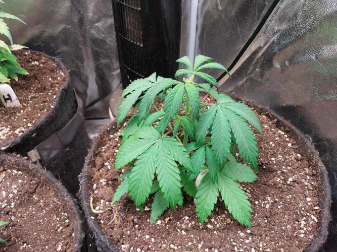 astéroweed. Week 5 - 25/01