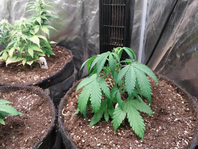 astéroweed. Week 5 - 26/01