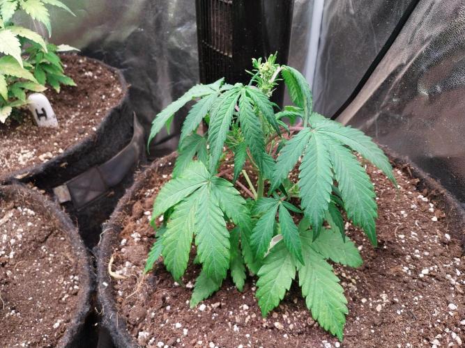 astéroweed. Week 5 - 27/01