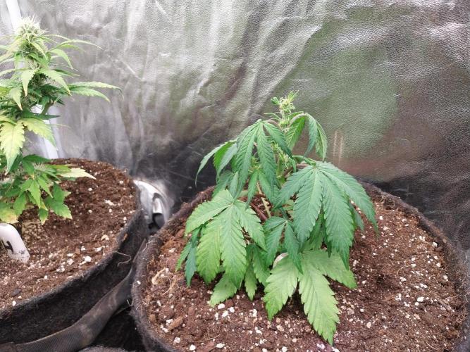 astéroweed. Week 5 - 28/01