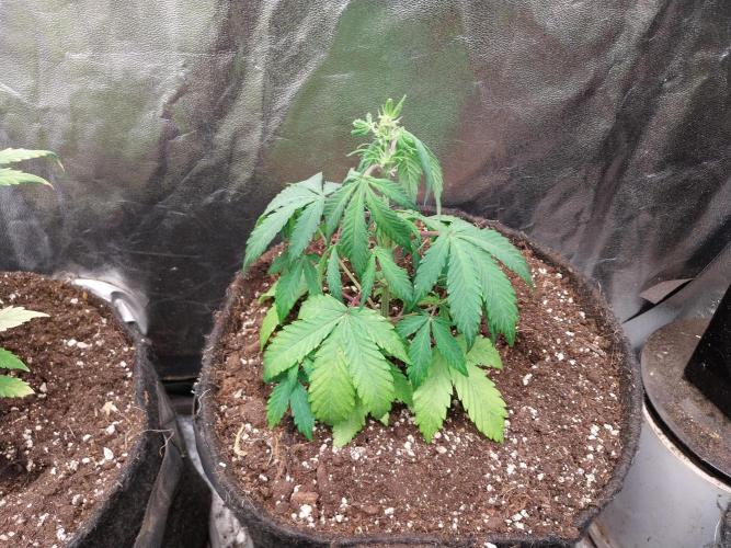 astéroweed. Week 5 - 29/01