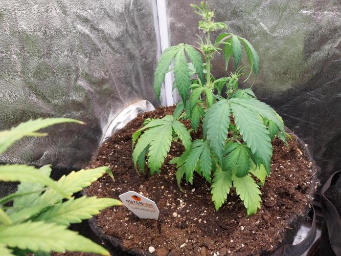 astéroweed. Week 5 - 30/01