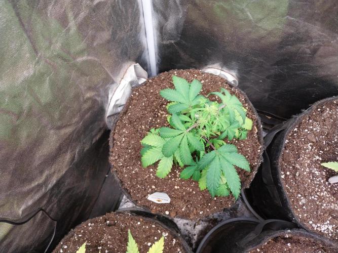 astéroweed. Week 5 - 31/01