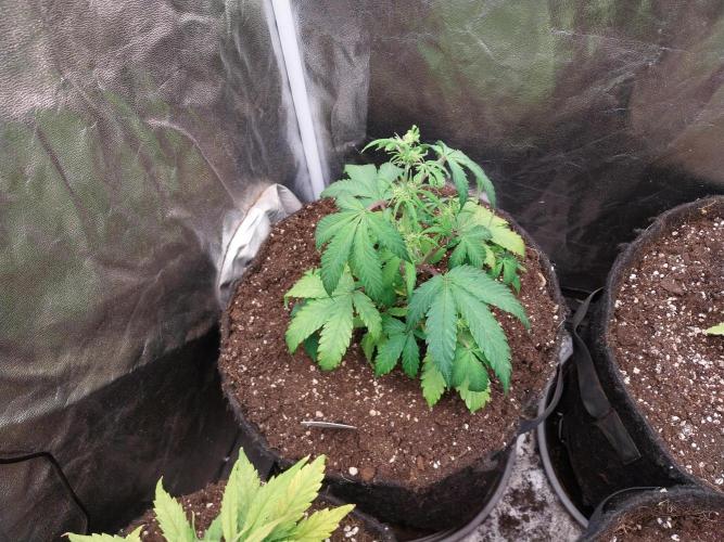 astéroweed. Week 5 - 31/01