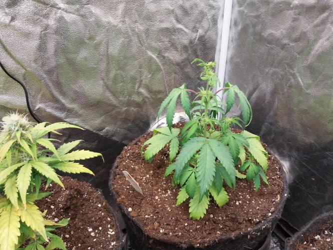 astéroweed. Week 5 - 31/01