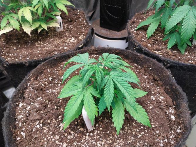 Bilout. Week 5 - 26/01