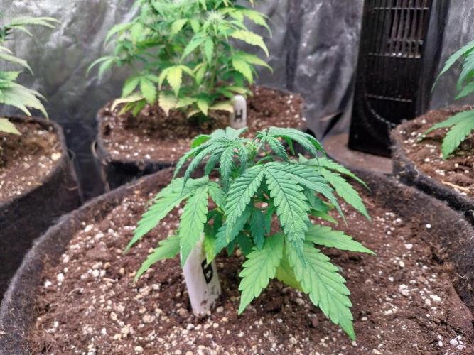 Bilout. Week 5 - 27/01