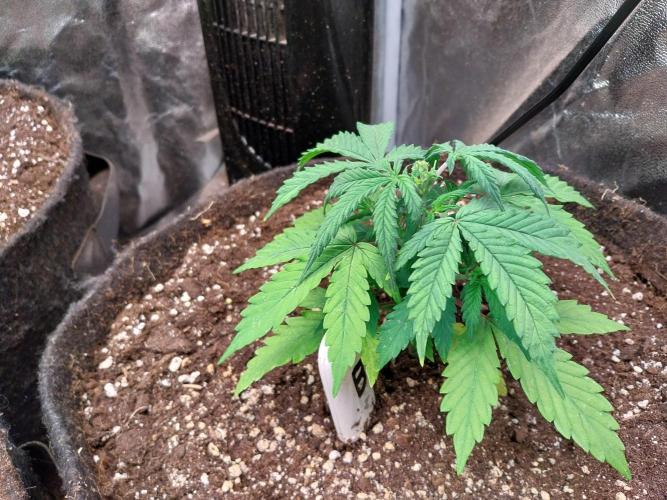 Bilout. Week 5 - 28/01