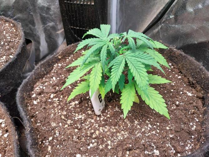 Bilout. Week 5 - 29/01