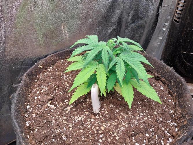 Bilout. Week 5 - 30/01