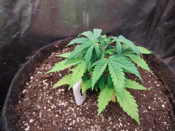 Bilout. Week 5 - 31/01