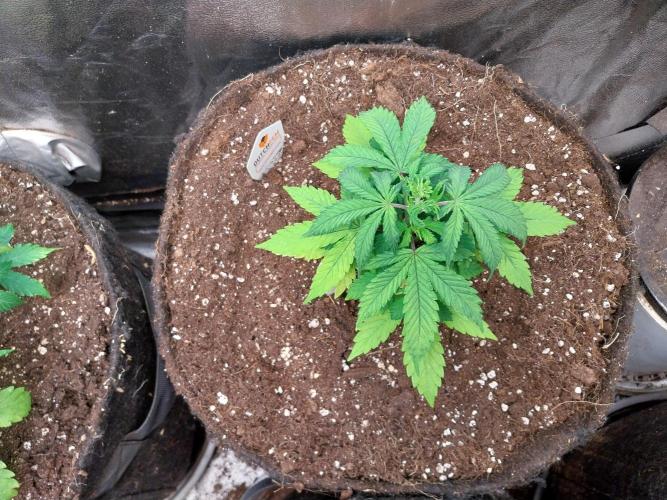 Bilout. Week 5 - 01/02