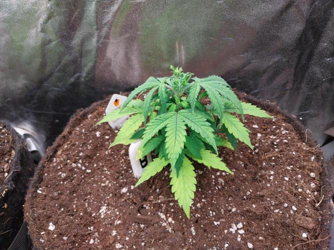 Bilout. Week 5 - 01/02