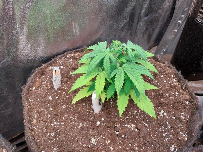 Bilout. Week 5 - 01/02