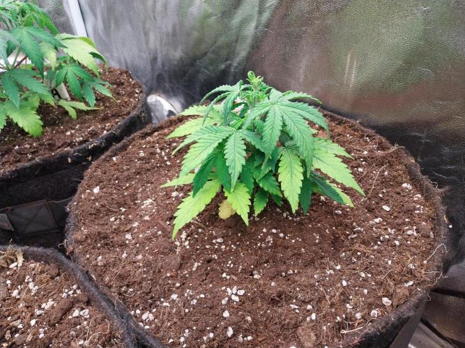 Bilout. Week 5 - 01/02