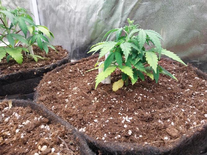 Bilout. Week 5 - 01/02