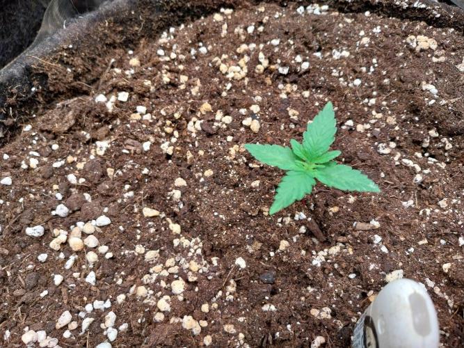 Palle leho. Week 3 - 27/01