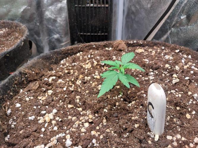 Palle leho. Week 3 - 31/01