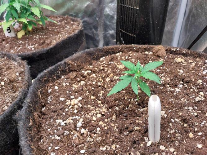 Palle leho. Week 3 - 01/02