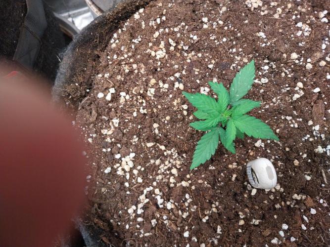 Palle leho. Week 3 - 02/02