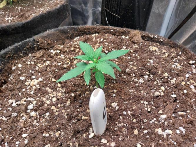 Palle leho. Week 3 - 02/02