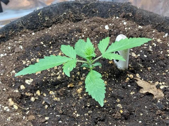 kongette. Week 2 - 28/01