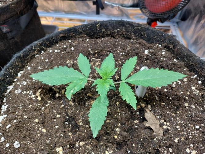 kongette. Week 2 - 29/01