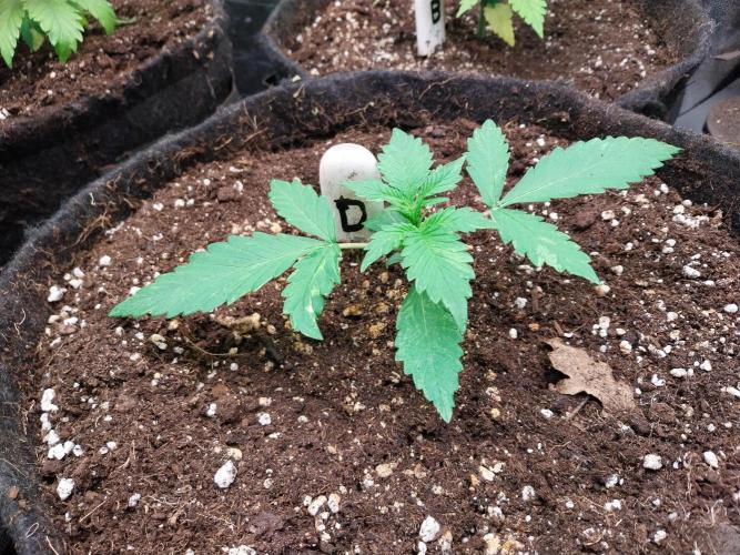 kongette. Week 2 - 30/01