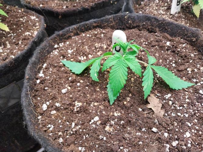 kongette. Week 2 - 31/01