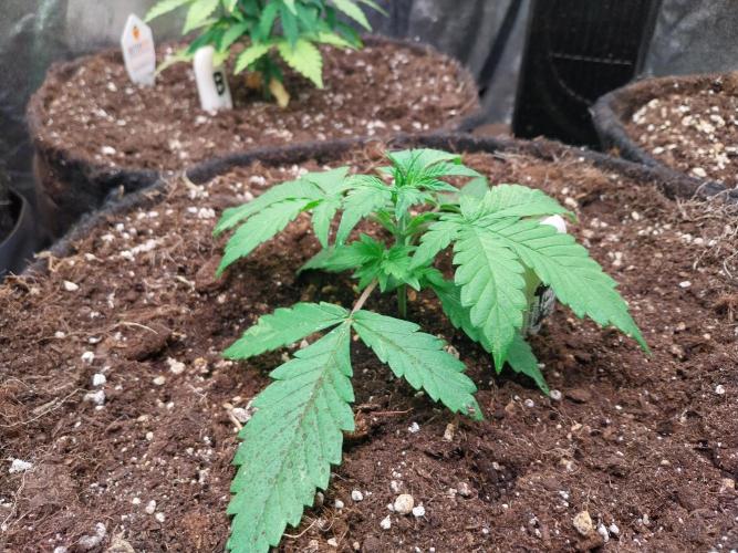 kongette. Week 2 - 02/02