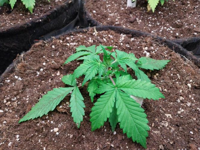 kongette. Week 2 - 03/02