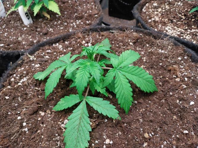 kongette. Week 2 - 03/02