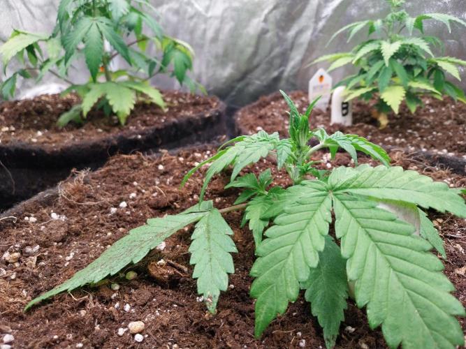 kongette. Week 2 - 03/02