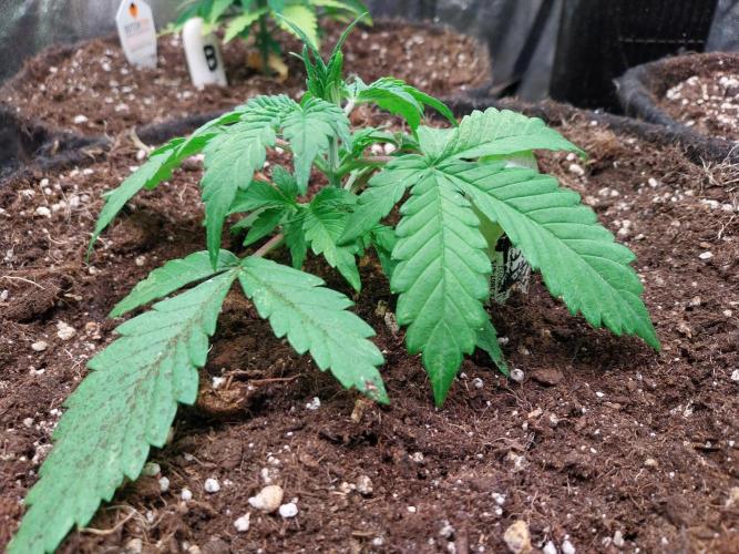 kongette. Week 2 - 03/02