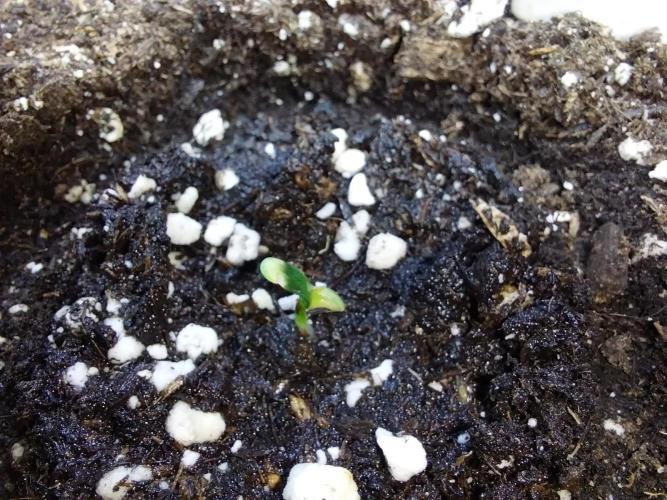 Lassape Ollogie. Week 1 - 29/01