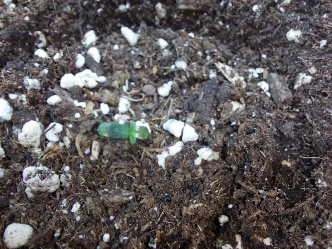 Lassape Ollogie. Week 1 - 31/01