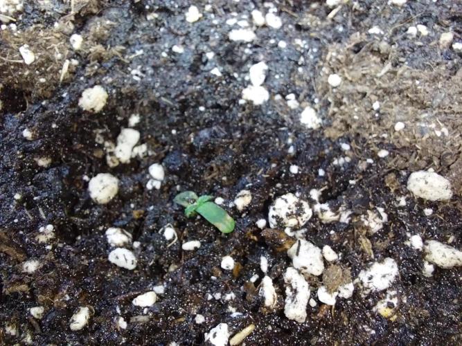 Lassape Ollogie. Week 1 - 01/02