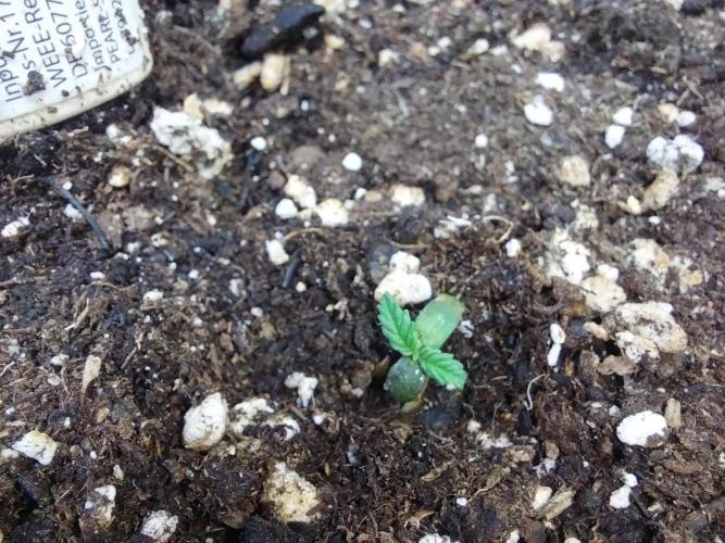 Lassape Ollogie. Week 1 - 03/02