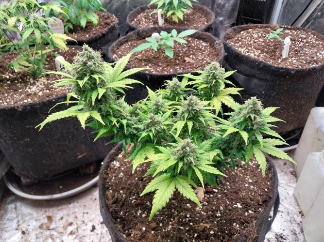 Quoitesqueu. Week 12 - 30/01