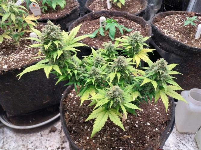 Quoitesqueu. Week 12 - 31/01