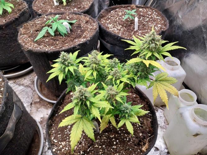 Quoitesqueu. Week 12 - 01/02