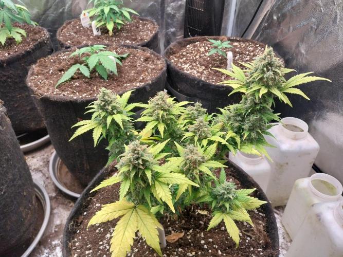 Quoitesqueu. Week 12 - 02/02