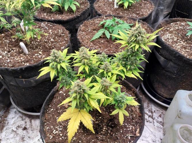 Quoitesqueu. Week 12 - 03/02