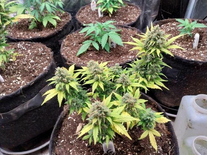 Quoitesqueu. Week 12 - 04/02