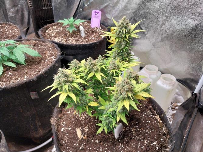 Quoitesqueu. Week 12 - 05/02